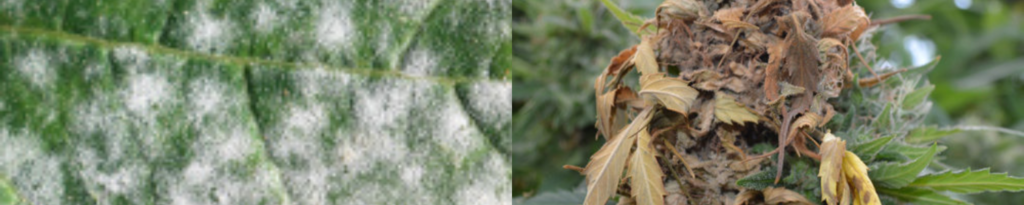 Zanieczyszczenia w marihuanie: mączniak prawdziwy i szara pleśń