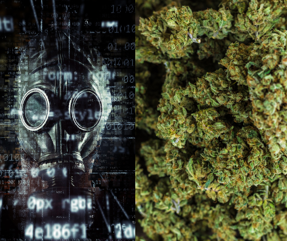 zanieczyszczenia w marihuanie